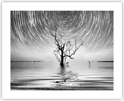 Produktbild von Poster - Poster ohne Rahmen - Schwarzweiß Baum See - 50x40 cm - Wand Bild - Wanddeko - Wandbilder - Kunstposter - Wandposter - Bilder - Kunstdruck - Wanddekoration - Wandbild - P2XAA50x40-4253