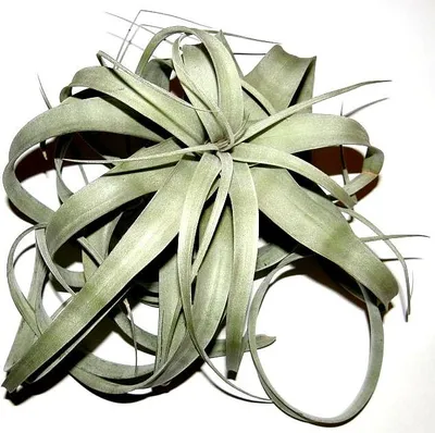 Produktbild von 1 Tillandsia xerographica, Tillandsien für Terrarien, Aufsitzerpflanzen