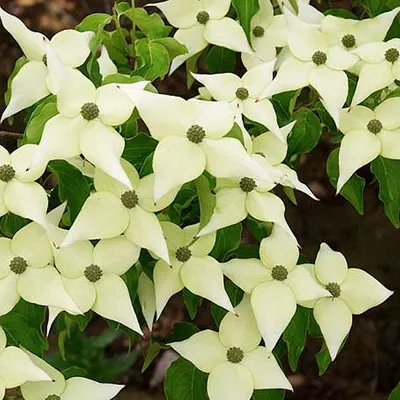 Produktbild von Japanischer Hartriegel - Cornus kousa Chinensis - 50-60 cm in Container