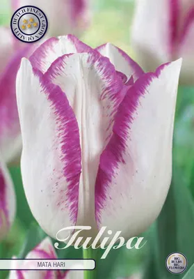 Artikelbild 2 von 'Tulpe Mata Hari (7 Stück)' aus der Kategorie Tulpenzwiebeln