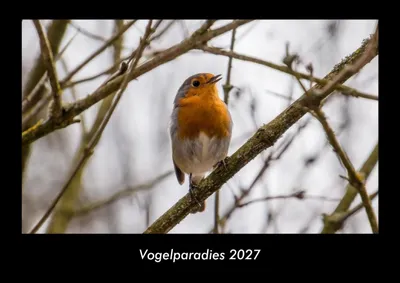 Produktbild von Vogelparadies 2027 Fotokalender DIN A3