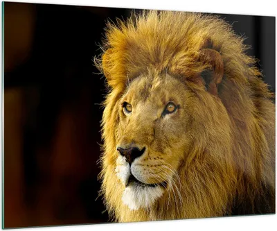 Produktbild von Bilder auf glas - Löwe Tiere Tierwelt - 100x70cm - Glasbilder - Wandbilder - Kunstdruck - zum Aufhängen bereit - Wanddekoration aus Glas - Glas Bilder - Wandbild auf Glas - Einteilig - GAA100x70-1237