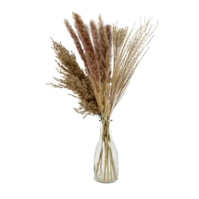 Produktbild von Deko Bündel Pampasgras Getrocknet Höhe 50 cm in Glasvase Trockenblumen Pampas Ziergras Blumenvase