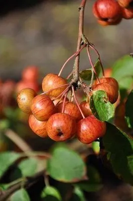 Obrázek produktu pro Malus hybr. 'Perpetu'® ('evereste'®) - Okrasná jabloň 60- 80 cm - Kontejnerová rostlina