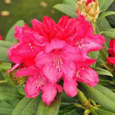 Immagine prodotto di Rododendro 'Sneezy' | 25-30 cm in vaso