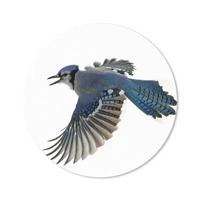 Produktbild von MuchoWow® Mauspad Mousepad Vogel - Federn - Weiß 20x20 cm - Mousepads - Maus Mat - Pad - Mausunterlage - Schreibtischmatte