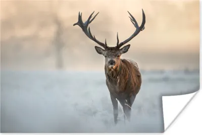 Produktbild von MuchoWow® Poster Hirsche - Natur - Winter 60x40 cm - Schlafzimmerdekoration