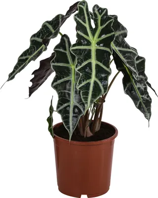 Produktbild von Dehner Pfeilblatt Polly, Alocasia amazonica, markante Äderung, 40-50 cm inkl. Pflanztopf, Ø Topf 17 cm, Zimmerpflanze