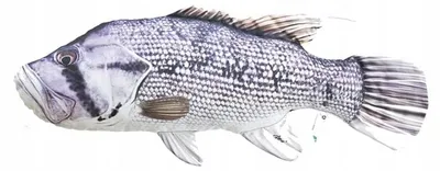 Produktbild von Gaby Plüschtier Fisch Kissen Flussbarsch 80 cm