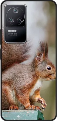 Produktbild von König Design Hülle kompatibel mit Xiaomi Poco F4 Kunststoff Soft Handyhülle - Handy Case Eichhörnchen