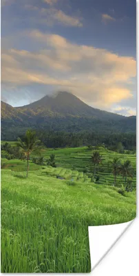Produktbild von MuchoWow® Poster Reisfelder auf Bali 60x120 cm - Wandschmuck