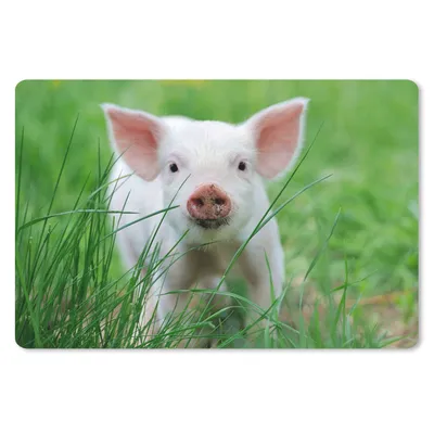 Produktbild von MuchoWow® Schreibtischunterlage Schwein - Tiere - Groß 60x40 cm - XXL Mauspad - Großes Mauspad