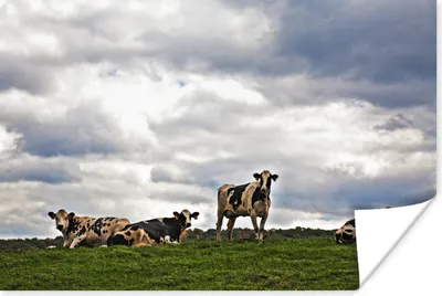 Produktbild von MuchoWow® Poster Kühe - Wiese - Wolken 180x120 cm - Fotoplakat