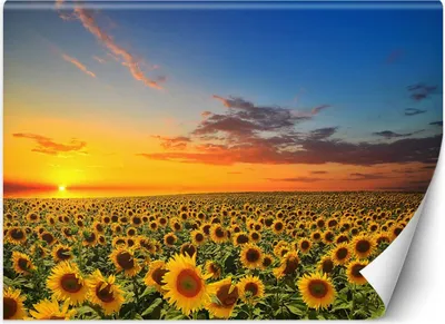 Produktbild von Vlies fototapete Sonnenblumenfeld 200x140 cm Feeby Gelb inkl. Kleber einfache Montage