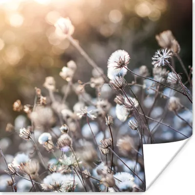 Produktbild von MuchoWow® Poster Blumen - Sonne - Sepia 100x100 cm - Babyzimmer