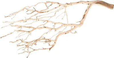 Produktbild von Manzanita sandgestrahlt ca. 60cm hoch