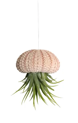 Produktbild von Seeigelgehäuse rosa mit echter Tillandsie Kammi