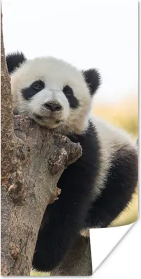 Produktbild von MuchoWow® Poster Panda - Baum - Licht 20x40 cm - Plakat - Foto