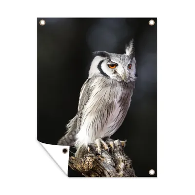 Obrázek produktu pro MuchoWow® Zahradní plakáty - Sova trpasličí - 40x30 cm - Zahradní dekorace