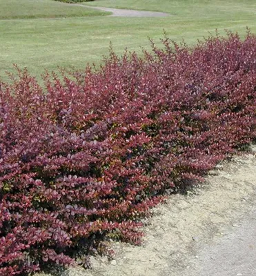 Produktbild von Thunberg-Berberitze ´ATROPURPUREA´ 50-60 cm, Cont. 1,5 l