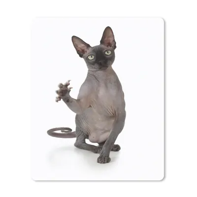 Produktbild von MuchoWow® Mauspad Mousepad Eine kratzende Sphynx auf weißem Hintergrund 30x40 cm - Mousepads - Maus Mat - Pad - Mausunterlage - Mausmatten