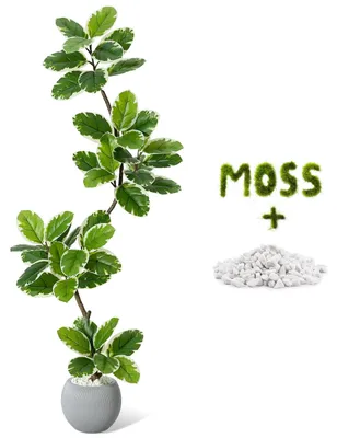 Zdjęcie produktu dla Sztuczny Fikus Sprężysty (Ficus Elastica) 150 cm - Biały – Realistyczna Roślina Doniczkowa do Domu, Biura i na Taras, Bez Pielęgnacji