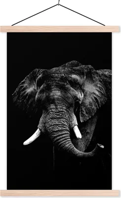 Produktbild von MuchoWow® Textilposter Elefant vor schwarzem Hintergrund - schwarz und weiß 120x180 cm mit holzfarbenen Rahmen - Textil-Plakat