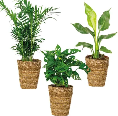Produktbild von 3x Luftreinigungskörbe Mix – Luftreinigung – ⌀12 cm - ↕20-45 cm