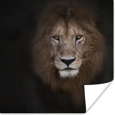 Produktbild von MuchoWow® Poster Löwe - Schatten - Wild 50x50 cm - Wohnzimmerdekoration
