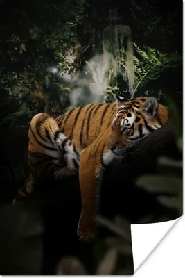 Produktbild von MuchoWow® Poster Tiger - Dschungel - Baum 120x180 cm - Kunstposter