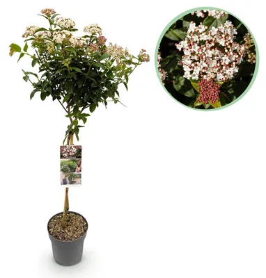 Produktbild von GreenboutiQ - Gartenpflanze - Viburnum tinus - Stamm-Pflanze - Terrassen Pflanze - Immergrün - Pflegeleicht - Topf 19cm Höhe 90cm