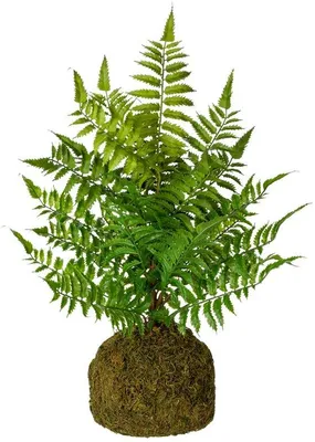 Produktbild von Kunstvarenstrunkel, 47 cm, künstliche Varenpflanze, grün, dekorativ