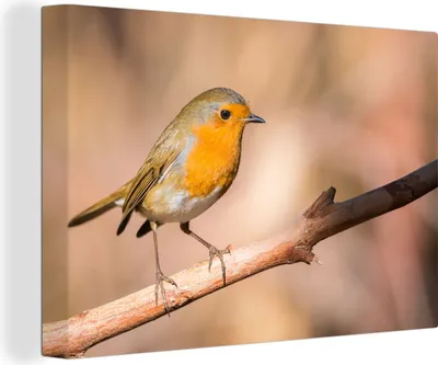 Obrázek produktu pro OneMillionCanvasses® Malba na plátně Nástěnná malba na plátně - Pták - Větev - Robin - 150x100cm