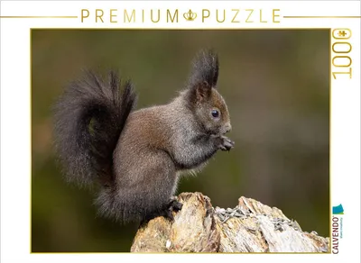 Produktbild von CALVENDO Puzzle Ein Motiv aus dem Kalender Oachkatzl | 1000 Teile Lege-Größe 64x48cm Foto-Puzzle für glückliche Stunden