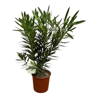 Produktbild von Trendyplants - Nerium Oleander Strauch mit roter Blüte - Höhe 80-100 cm - Gartenpflanze - Topfgröße Ø22cm