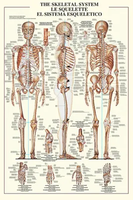 Immagine prodotto di Educazione didattica Sistema scheletrico Scheletro umano Poster Dimensioni 61x91,5 cm