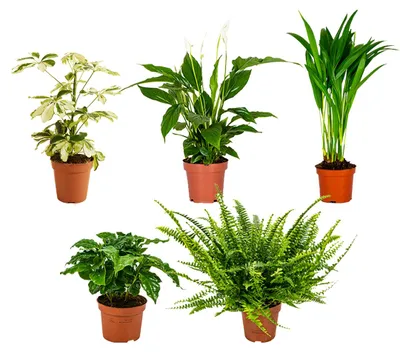 Image de Bloomique - Lot de 5 - Mélange de plantes dépolluantes - Caféier, Fougère, Palmier d’Areca, Fatsia, Spathiphyllum - Hauteur 20-40 cm - Pot 12 cm