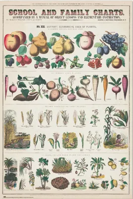 Produktbild von Educational Poster Fruits and Vegetables