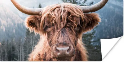 Produktbild von MuchoWow® Poster Schottischer Highlander - Tiere - Wald 40x20 cm - Poster für die Wand - Poster Schlafzimmer