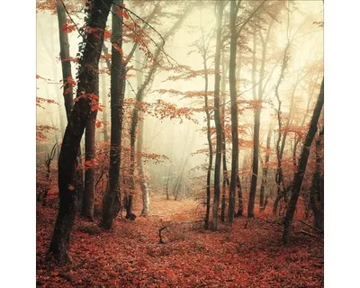 Produktbild von Glasbild Mystic Forest I 30x30 cm