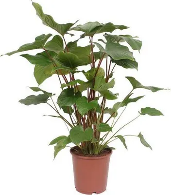Zdjęcie produktu dla Homalomena Rubescens Maggy - roslina doniczkowa, srednica 24cm, wysokosc 90cm