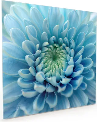 Produktbild von Küchenrückwand Spritzschutz Glas mit Motiv Blütenzauber 40 x 40 cm