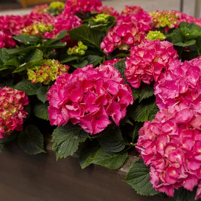 Image de Hortensia Hydrangea macrophylla rouge, rustique, 20-30 cm, pot de 12 cm, pour le jardin ou le balcon