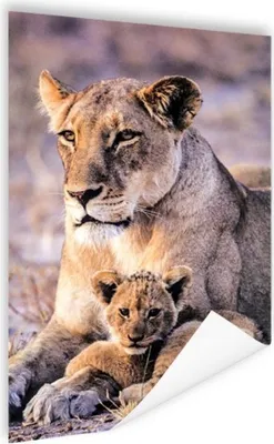 Produktbild von MuchoWow® Poster Löwin - Löwe - Junges 40x60 cm - Plakate für die Wand - Poster Babyzimmer