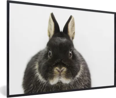 Produktbild von MuchoWow® Gerahmtes Poster Kaninchen - Haustiere - Fell 90x60 cm - Poster mit Schwarzem Bilderrahmen Wandposter Rahmen Foto Bilder - Fotorahmen - Foto-Plakat