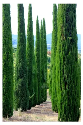 Produktbild von Mittelmeer Zypresse Cupressus sempervirens Säulenzypresse 10 Samen für Bonsai