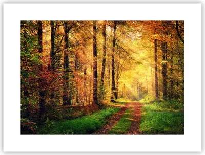 Produktbild von Poster - Poster ohne Rahmen - Wald Baum Natur - 40x30 cm - Wand Bild - Wanddeko - Wandbilder - Kunstposter - Wandposter - Bilder - Kunstdruck - Wanddekoration - Wandbild - P2XAA40x30-3718