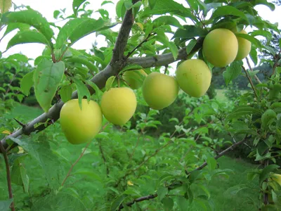 Produktbild von Pflaumenbaum `Shiro´ (Prunus salicina) 120-140cm im 10L-Topf