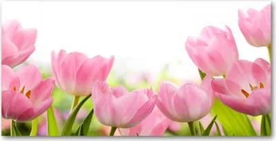 Produktbild von Tulup® Glas-Bild - 100x50 -Wandkunst - Wandbild hinter gehärtetem Sicherheitsglas  - Blumen & Pflanzen - Rosa Tulpen - Rosa