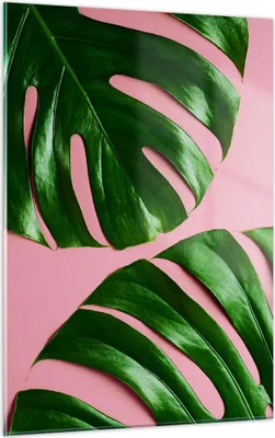 Produktbild von Bilder auf glas - Einteilig - Monstera Blatt Rosa - 50x70cm - Glasbilder - Wandbilder - Bilder - zum Aufhängen bereit - Wanddekoration aus Glas - Glas Bilder - Wandbild auf Glas - GPA50x70-4407